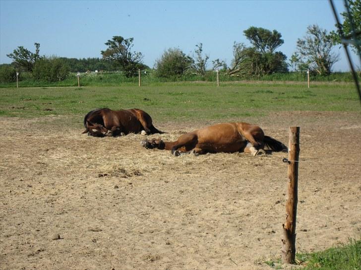 Dansk Varmblod Cias Moonlight - Slapper helt af i den varme sommer billede 12