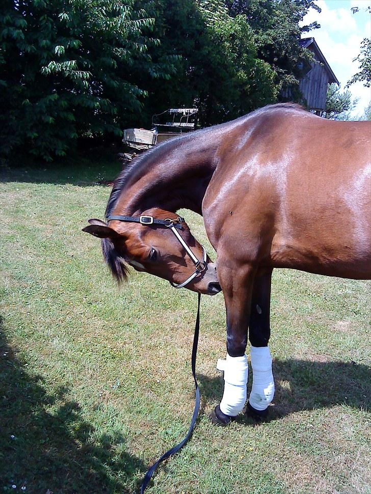 Traver Negus Shadow billede 11