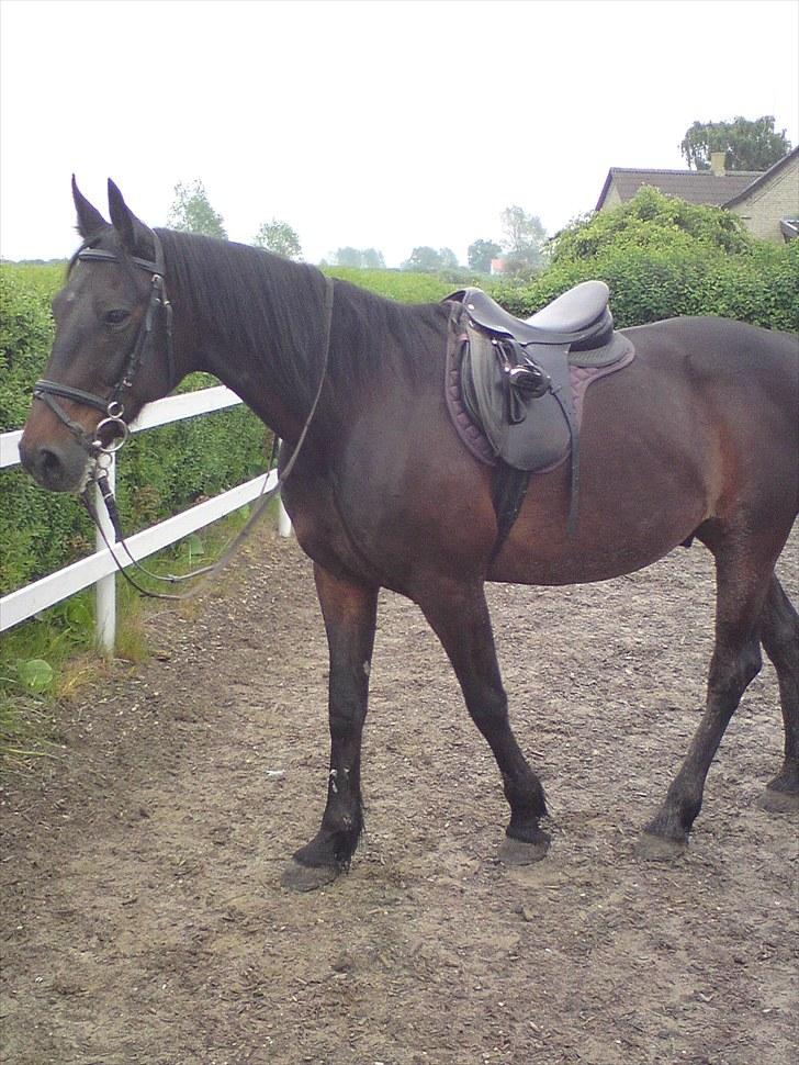 Traver bil(slut med at passe ham billede 7