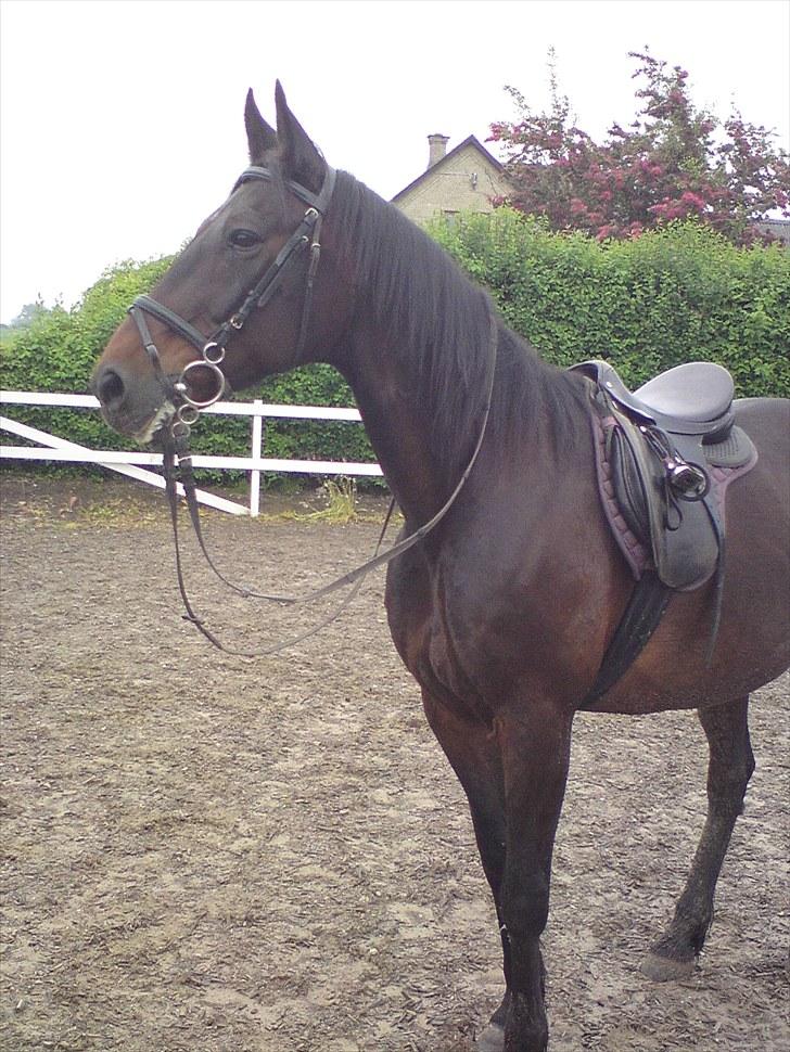 Traver bil(slut med at passe ham billede 8