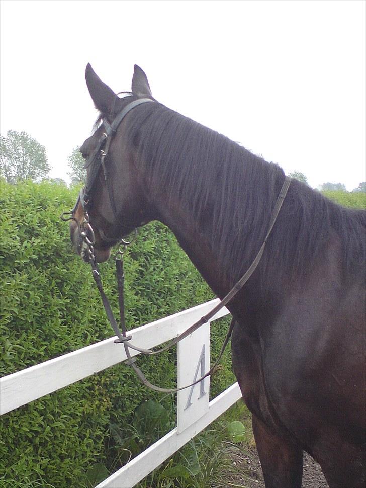 Traver bil(slut med at passe ham billede 9