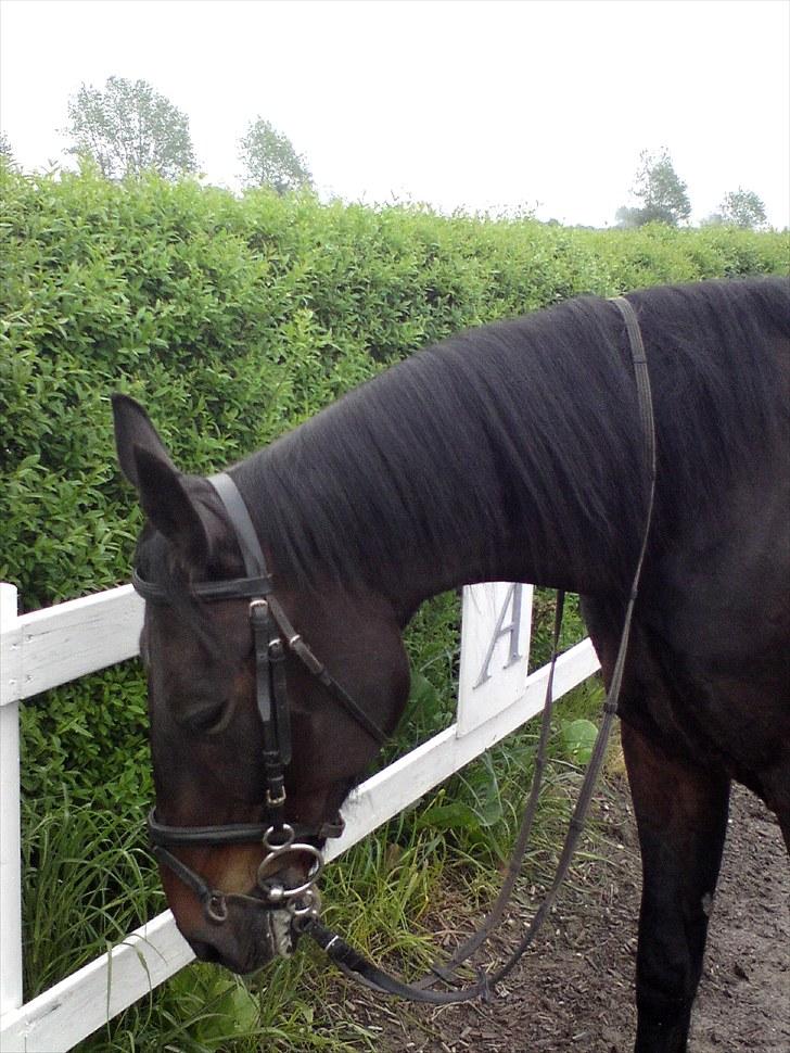 Traver bil(slut med at passe ham billede 11