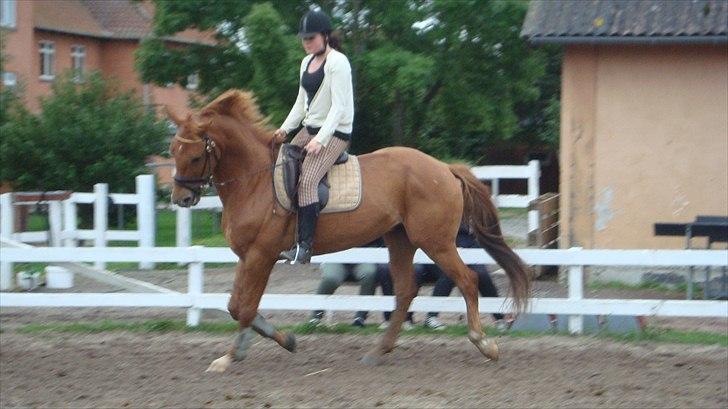 Anden særlig race Kaizer R.I.P love you <3  - Velkommen til min dejlige drengs profil :D jeg vil ikke have nogle dumme kommentarer omkring min opstilning kender godt min egne fejl... ;D billede 1