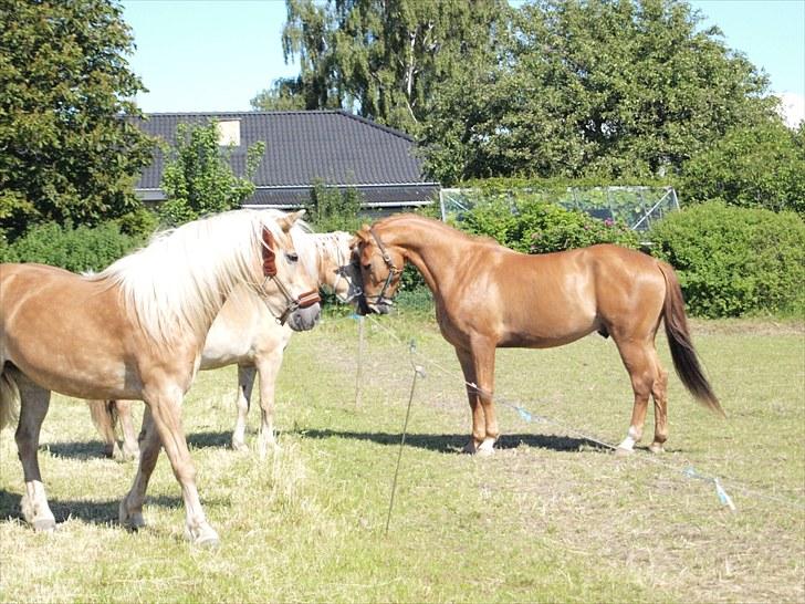 Anden særlig race Kaizer R.I.P love you <3  - som sagt kan jeg stadig være lidt hingstet :) billede 2