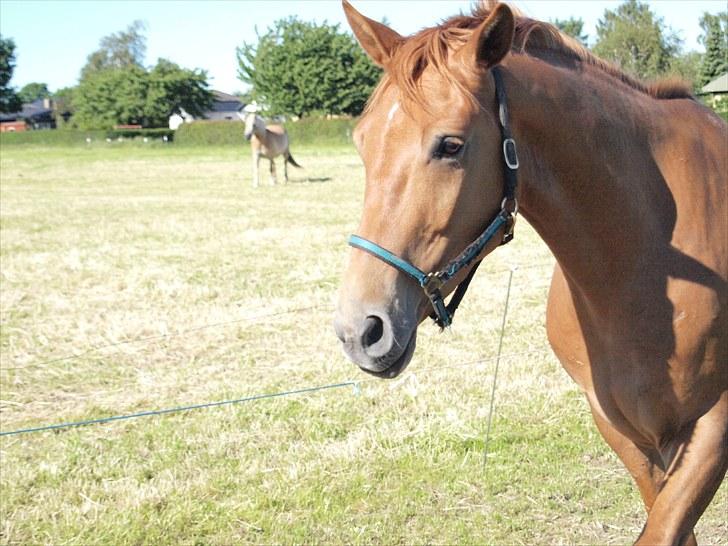 Anden særlig race Kaizer R.I.P love you <3  billede 3