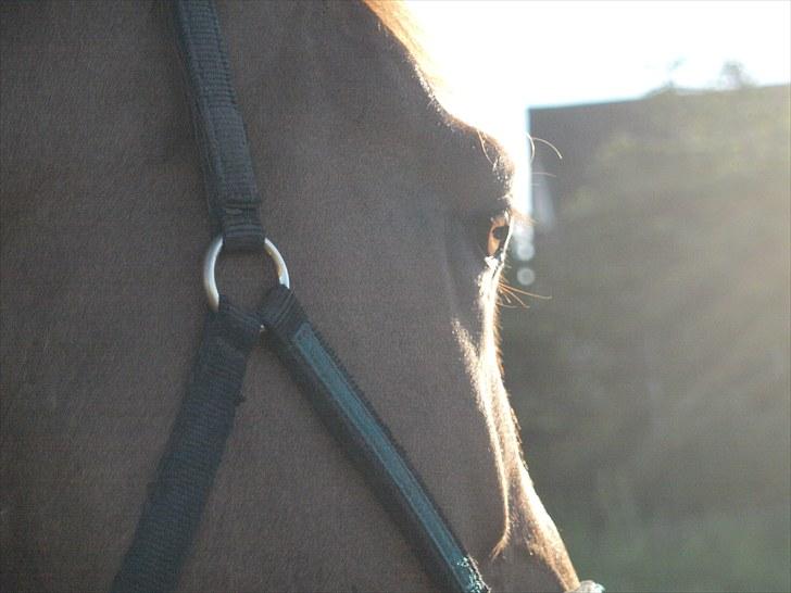 Anden særlig race Kaizer R.I.P love you <3  billede 4