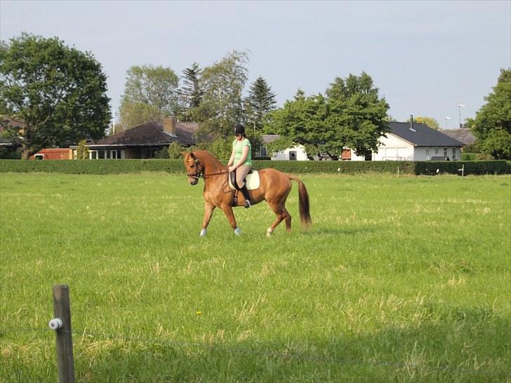 Anden særlig race Kaizer R.I.P love you <3  billede 5