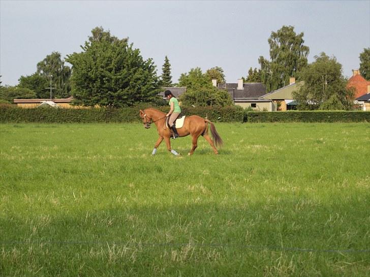 Anden særlig race Kaizer R.I.P love you <3  billede 6