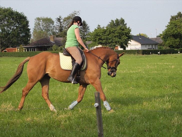 Anden særlig race Kaizer R.I.P love you <3  billede 7