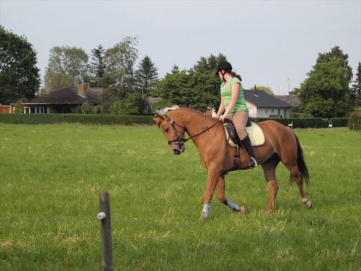 Anden særlig race Kaizer R.I.P love you <3  billede 9