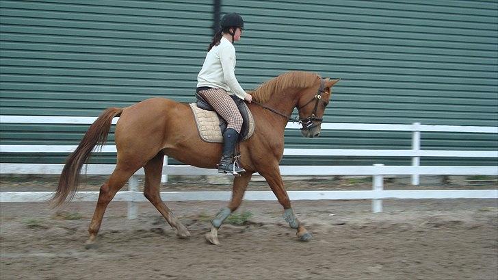 Anden særlig race Kaizer R.I.P love you <3  billede 10