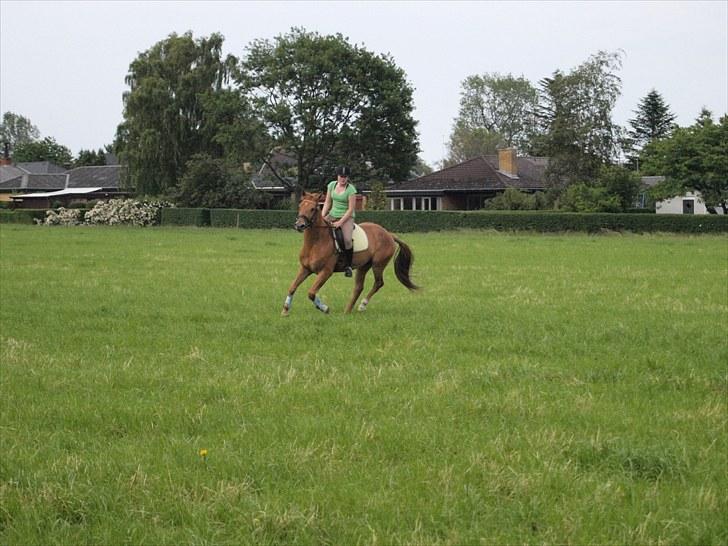 Anden særlig race Kaizer R.I.P love you <3  billede 11