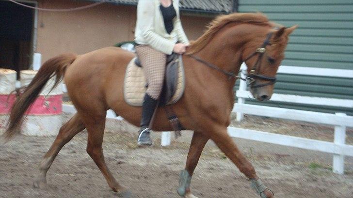 Anden særlig race Kaizer R.I.P love you <3  billede 12