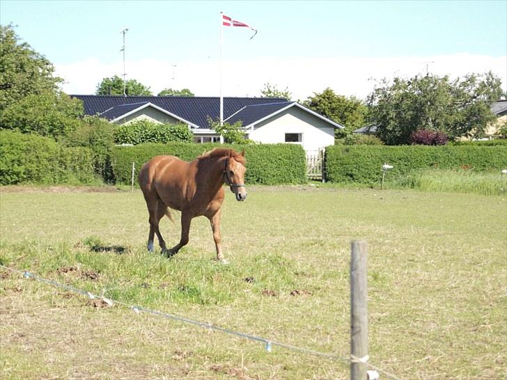 Anden særlig race Kaizer R.I.P love you <3  billede 13