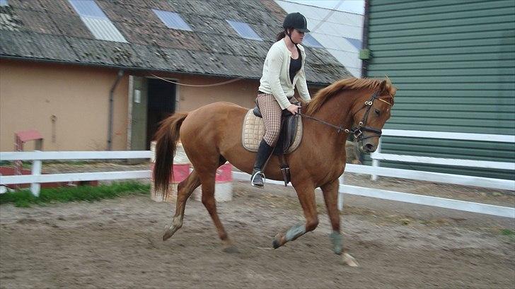 Anden særlig race Kaizer R.I.P love you <3  billede 14