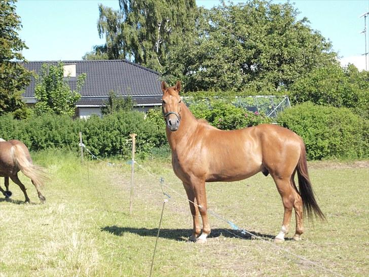 Anden særlig race Kaizer R.I.P love you <3  billede 15