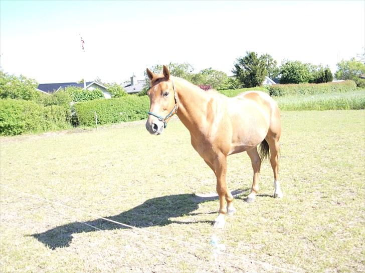 Anden særlig race Kaizer R.I.P love you <3  billede 16