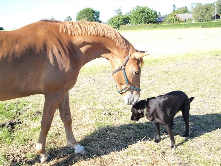 Anden særlig race Kaizer R.I.P love you <3  billede 17