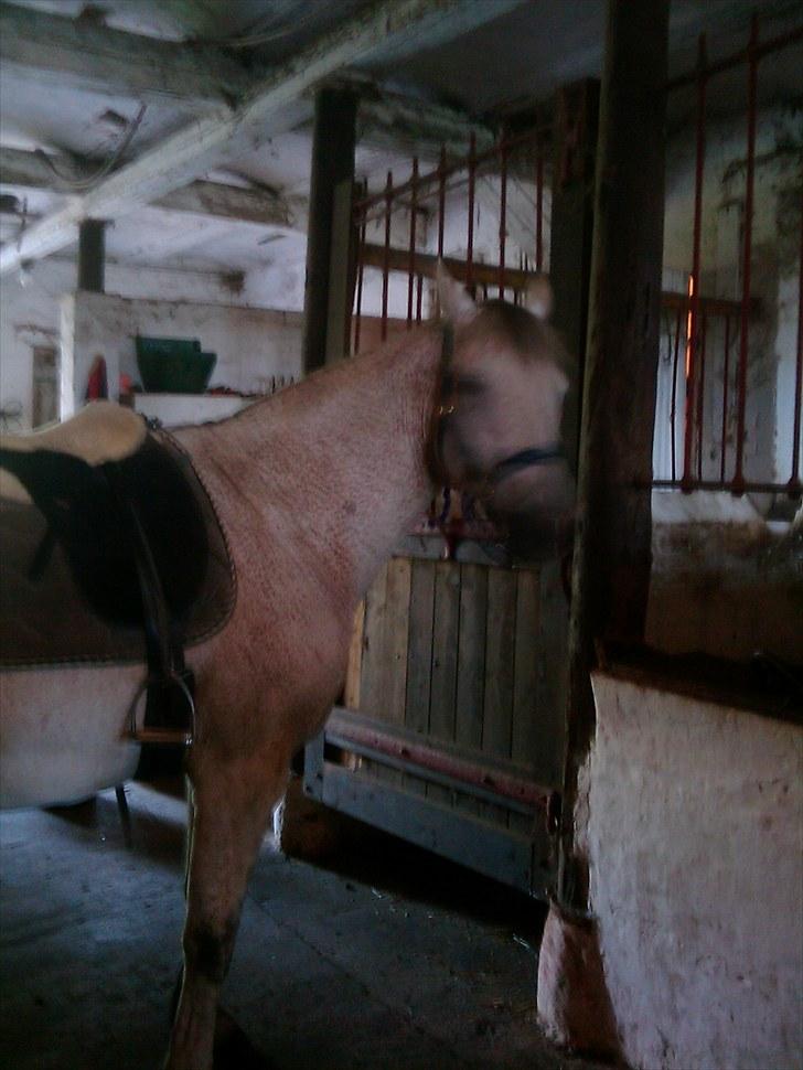 Anden særlig race Zaren af Elmely R.I.P billede 1