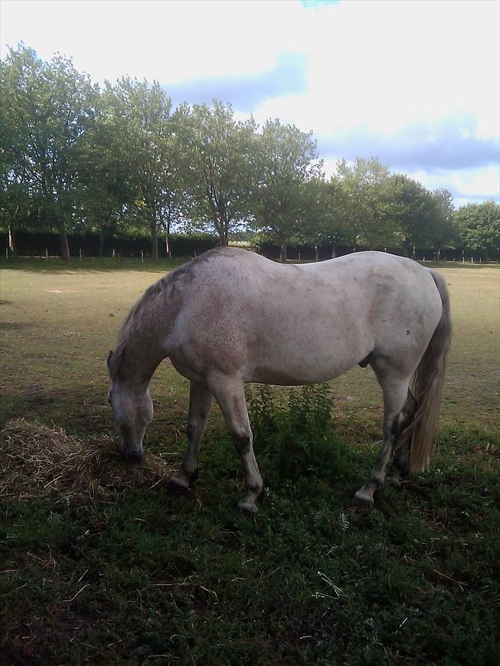 Anden særlig race Zaren af Elmely R.I.P billede 2