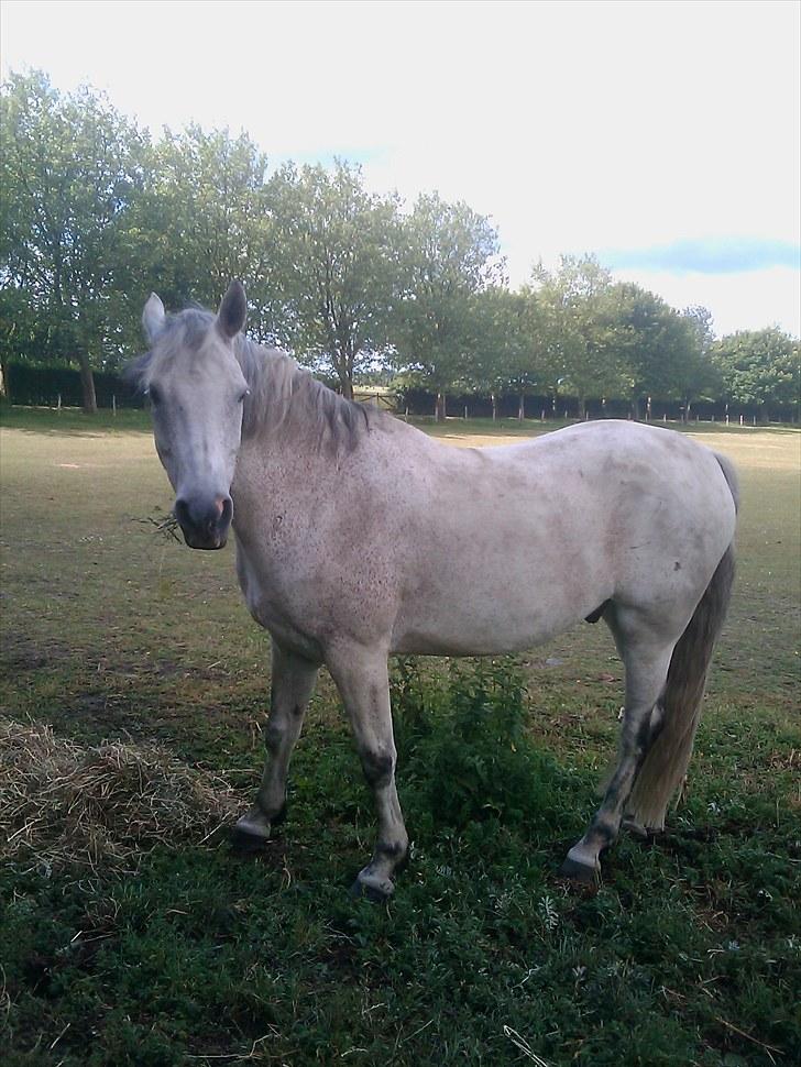 Anden særlig race Zaren af Elmely R.I.P billede 3