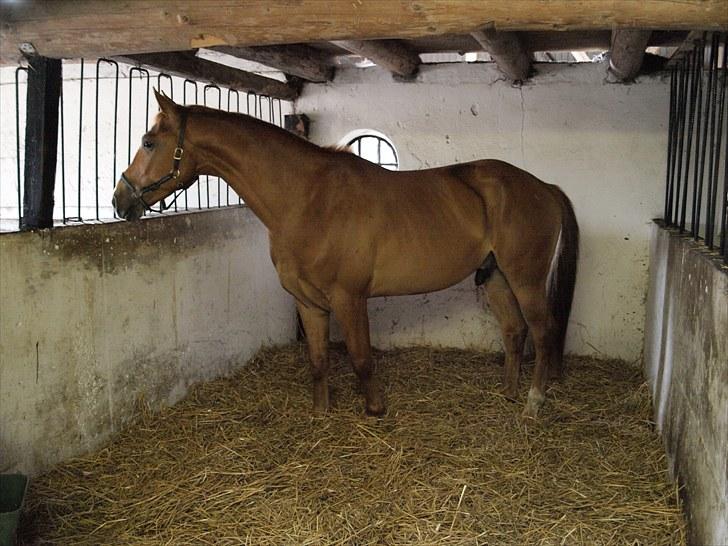 Anden særlig race Kaizer R.I.P love you <3  billede 19