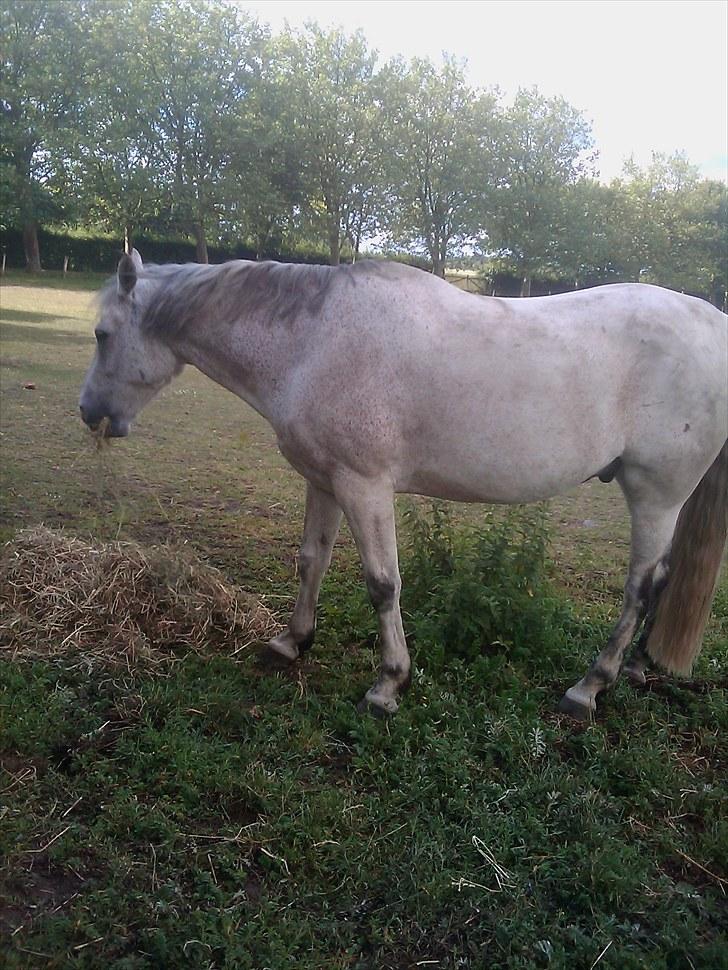 Anden særlig race Zaren af Elmely R.I.P billede 4