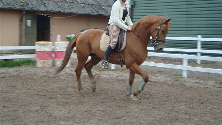 Anden særlig race Kaizer R.I.P love you <3  billede 20