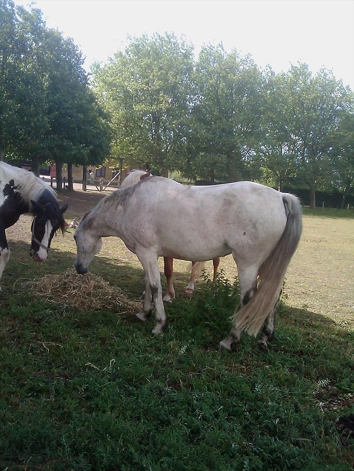 Anden særlig race Zaren af Elmely R.I.P billede 5