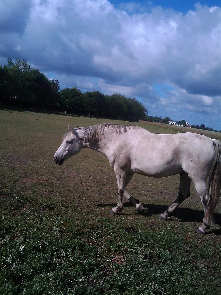 Anden særlig race Zaren af Elmely R.I.P billede 6