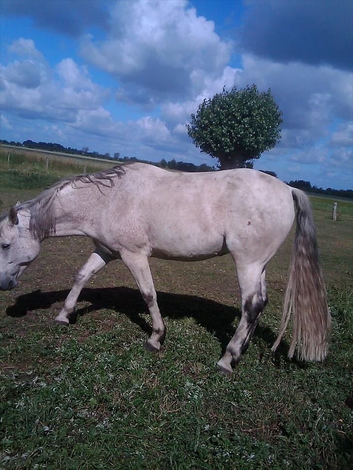 Anden særlig race Zaren af Elmely R.I.P billede 7