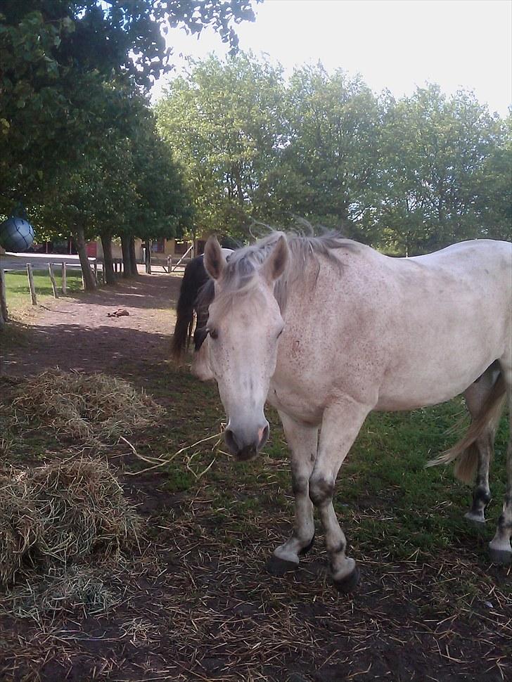 Anden særlig race Zaren af Elmely R.I.P billede 8