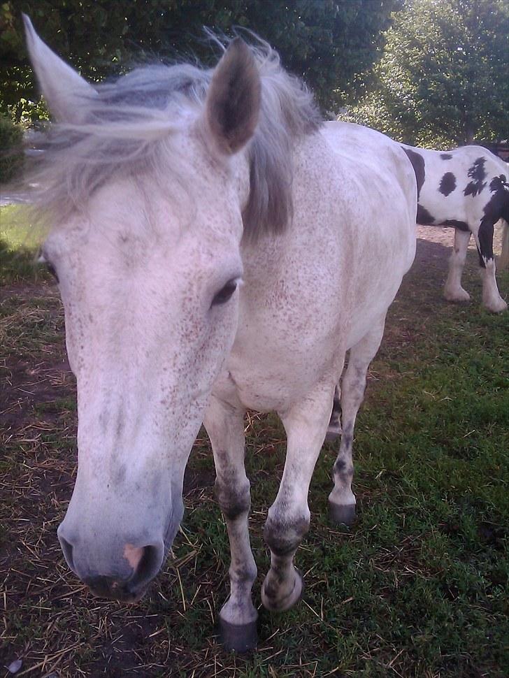 Anden særlig race Zaren af Elmely R.I.P billede 9