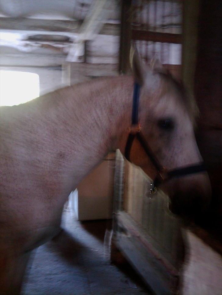 Anden særlig race Zaren af Elmely R.I.P billede 11