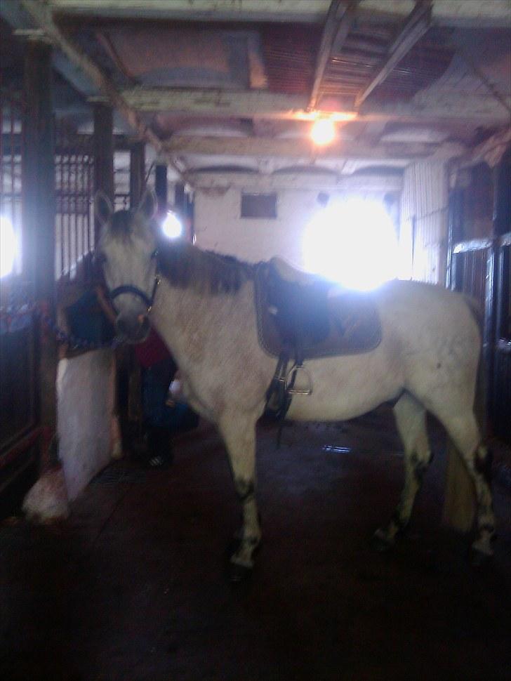 Anden særlig race Zaren af Elmely R.I.P billede 12