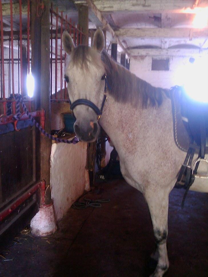 Anden særlig race Zaren af Elmely R.I.P billede 13