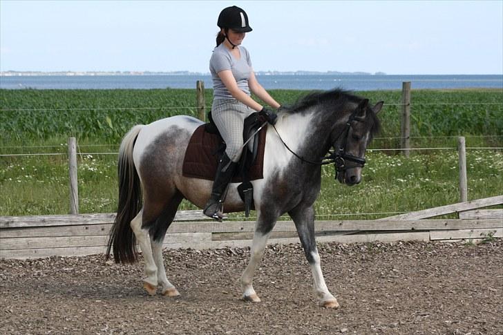 Tysk Sportspony Holtegårdens Bandit SOLGT - 14. billede 14