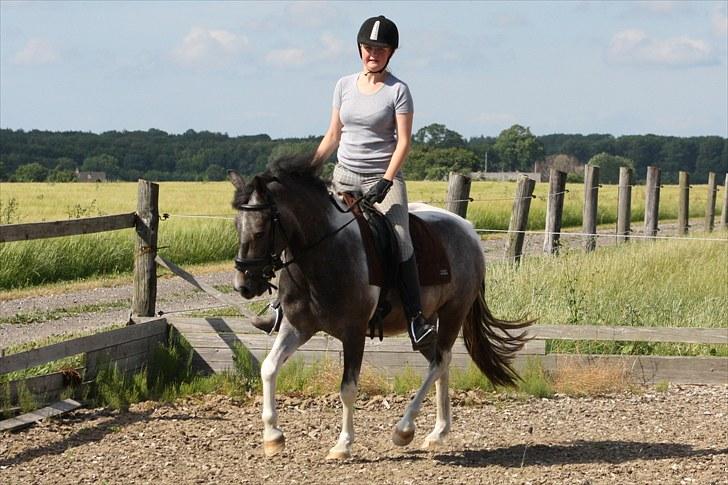 Tysk Sportspony Holtegårdens Bandit SOLGT - 15. billede 15