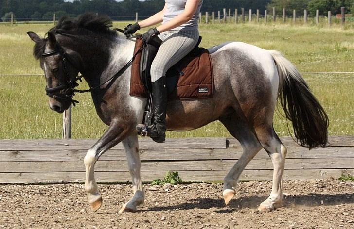 Tysk Sportspony Holtegårdens Bandit SOLGT - 16. billede 16