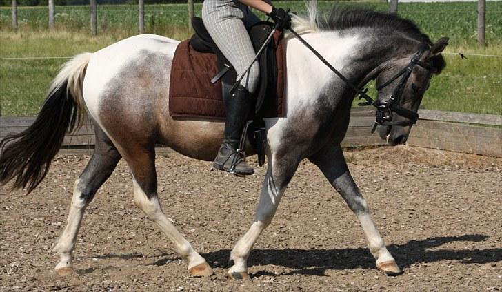 Tysk Sportspony Holtegårdens Bandit SOLGT - 17. billede 17