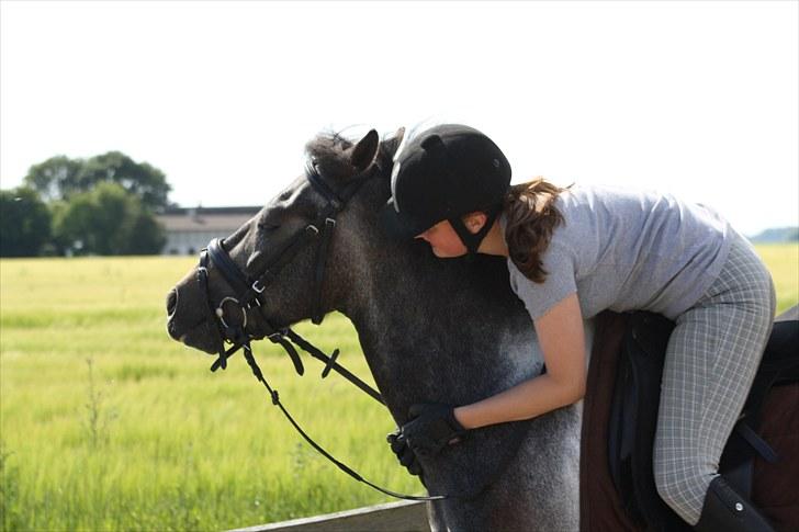 Tysk Sportspony Holtegårdens Bandit SOLGT - 18. billede 18