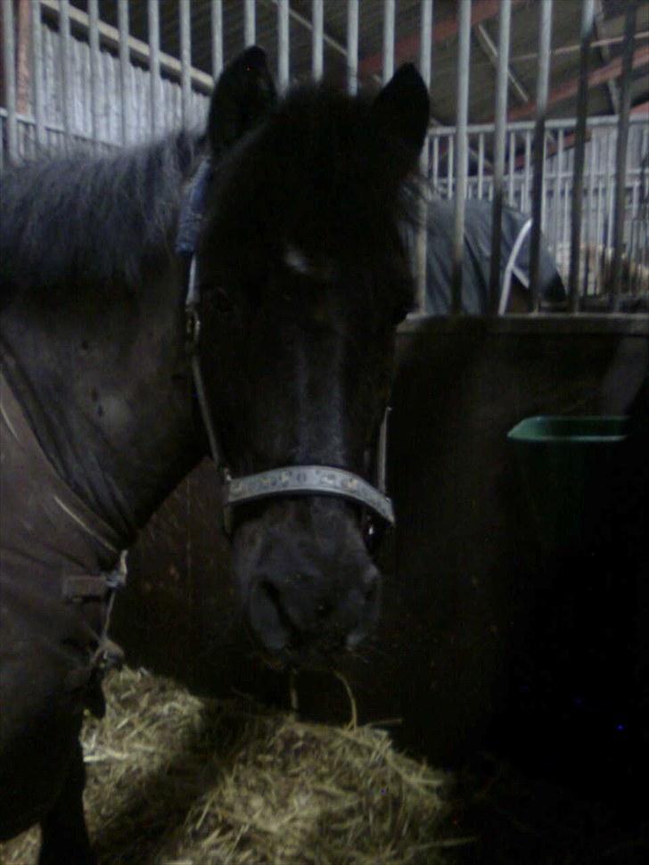 Anden særlig race Sorteper!!<3  - sorte min dreng;) billede 9