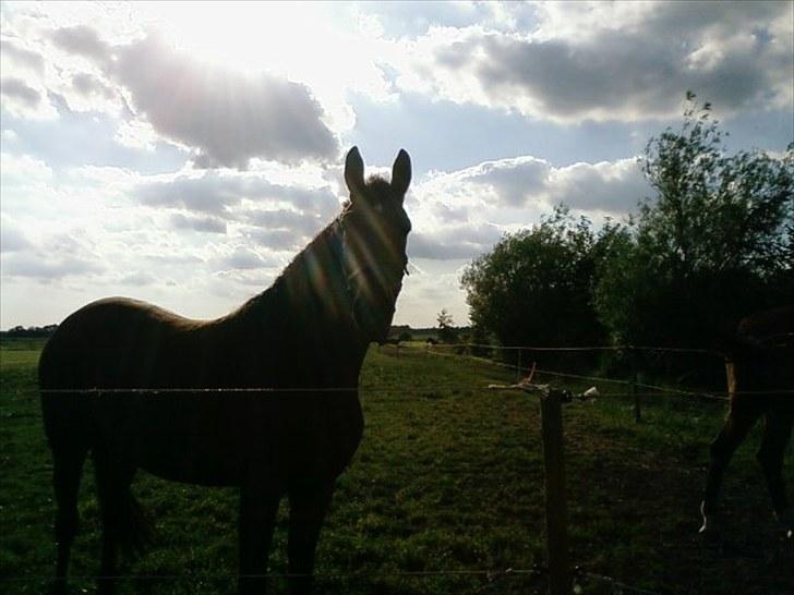 Dansk Varmblod Zamantha Engel RDH billede 4