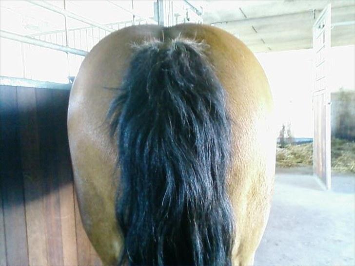 Anden særlig race Aagårdens Tess (Nullsen) - Når enden er god er alting godt<3  billede 5