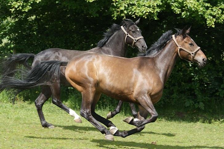 Dansk Varmblod Fergie Vedstedholm - FotoMB - Fergie og Manifique. billede 8