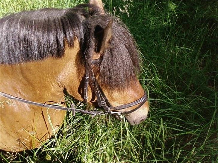 Anden særlig race Aagårdens Tess (Nullsen) - I skoven billede 6