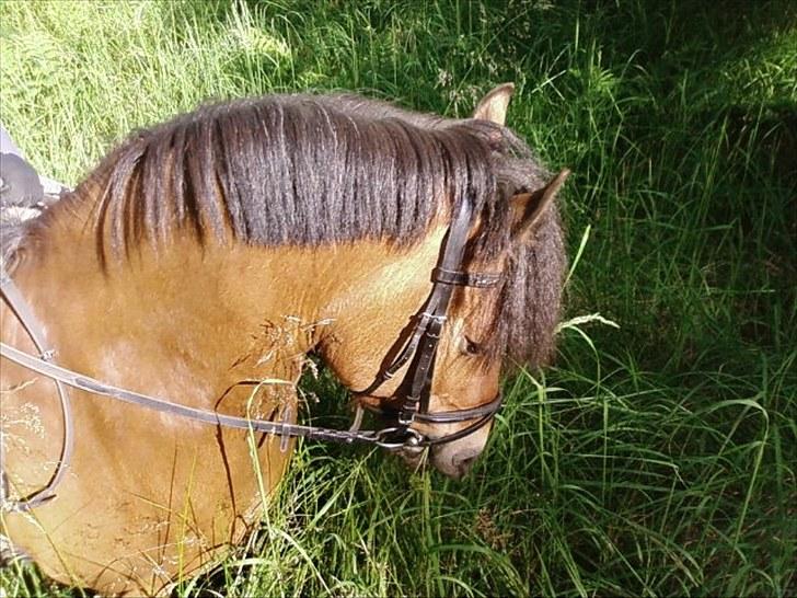 Anden særlig race Aagårdens Tess (Nullsen) - Lækkre Nullsen<´3 I skoven billede 7