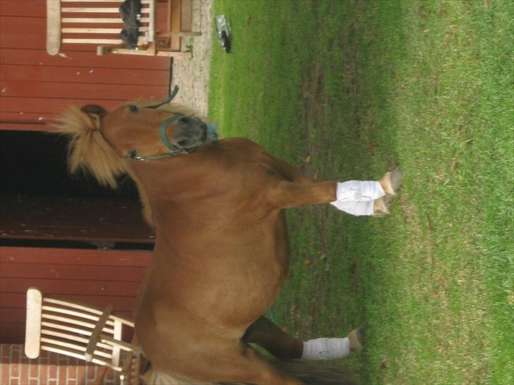 Shetlænder Brutti billede 15