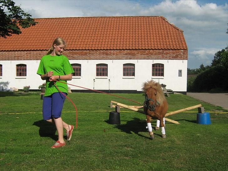 Shetlænder Brutti billede 16