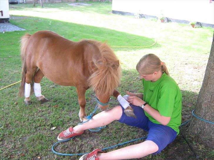 Shetlænder Brutti billede 17